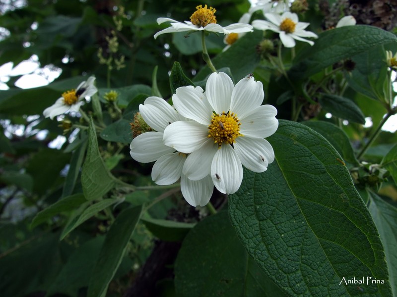 Montanoa ovalifolia subsp. australis