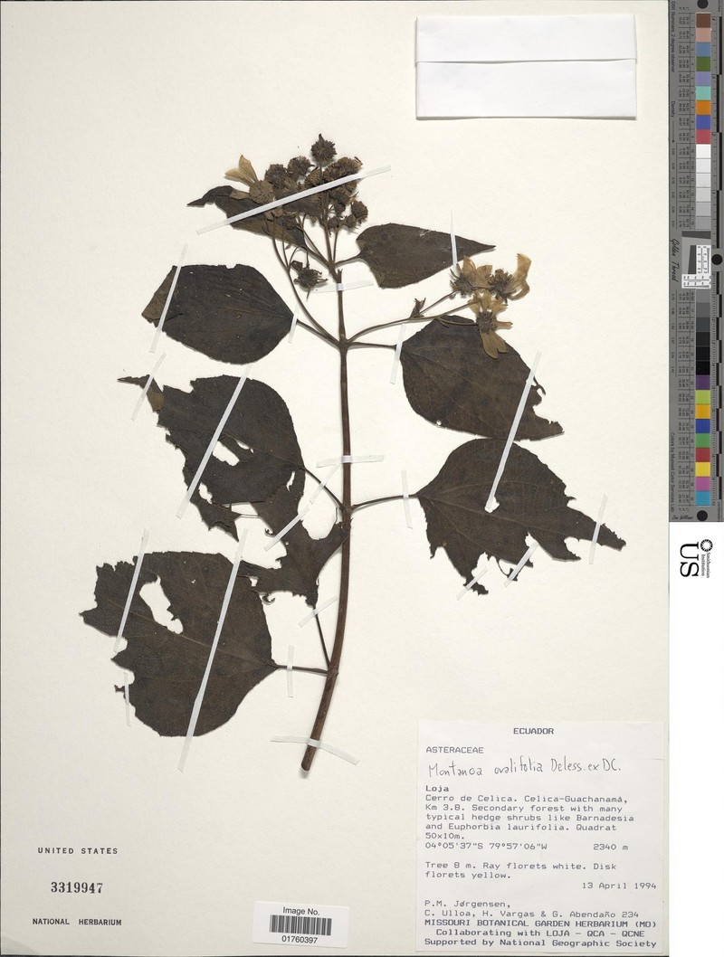 Montanoa ovalifolia subsp. australis photo 2