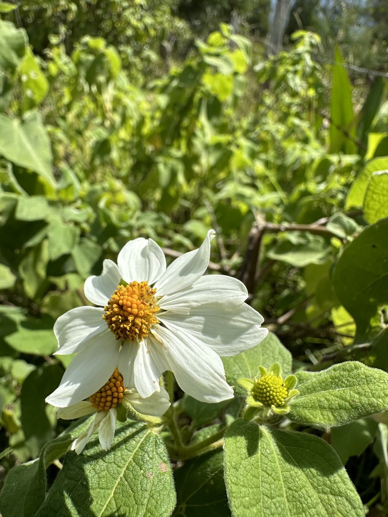 Montanoa ovalifolia subsp. ovalifolia