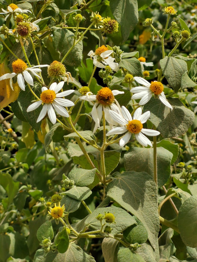 Montanoa ovalifolia subsp. ovalifolia photo 2