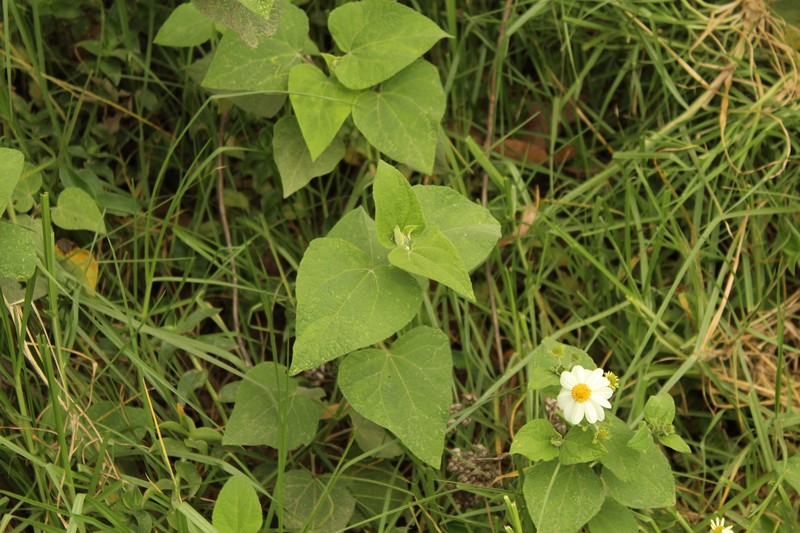 Montanoa ovalifolia subsp. ovalifolia photo 3