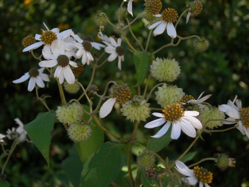 Montanoa pteropoda