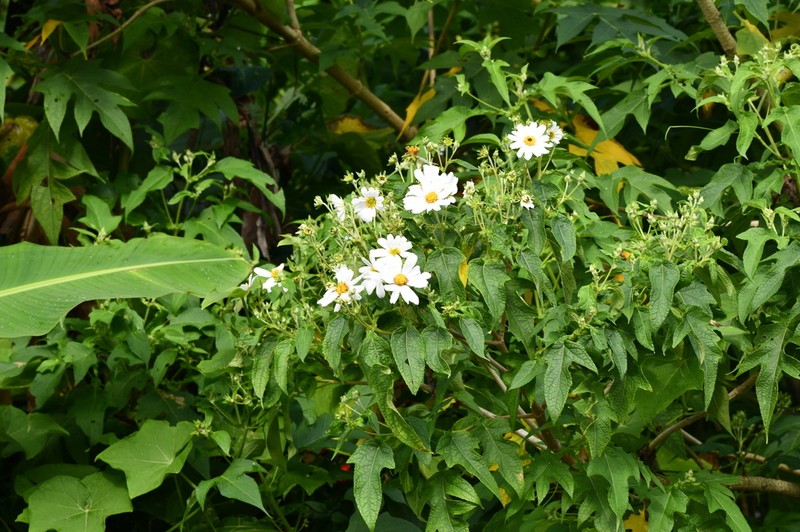 Montanoa pteropoda photo 3