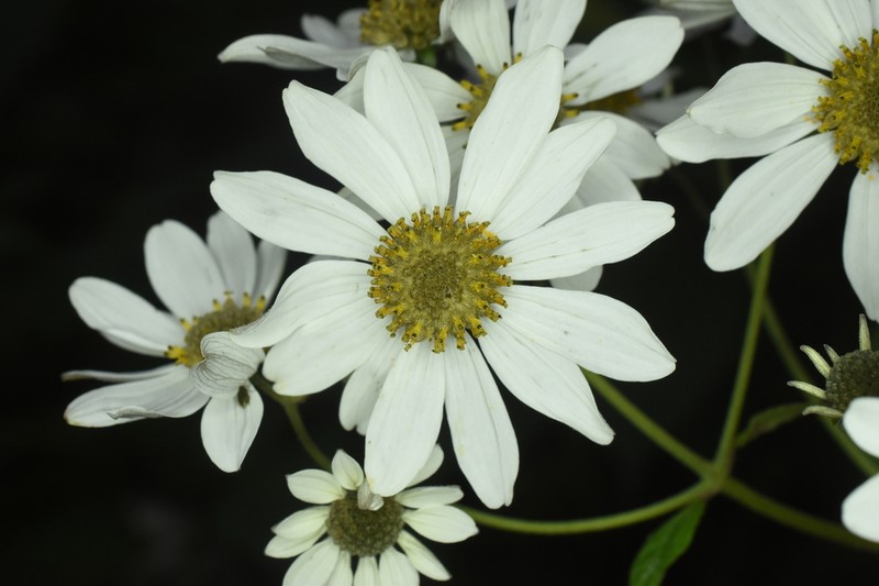 Montanoa pteropoda photo 5