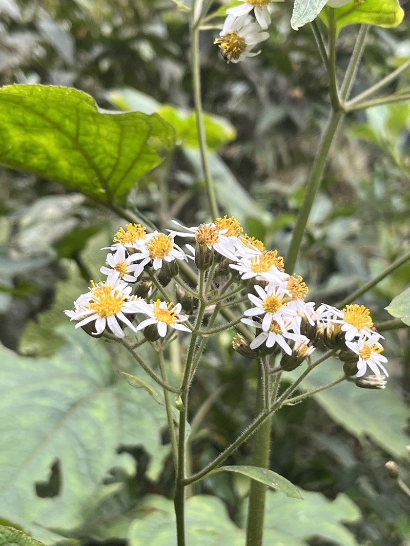 Montanoa quadrangularis