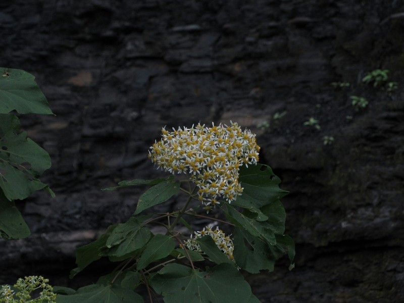 Montanoa quadrangularis photo 2