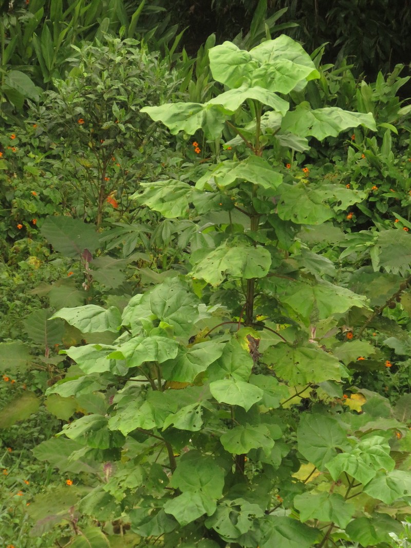 Montanoa quadrangularis photo 3