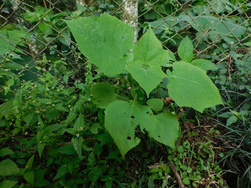 Montanoa quadrangularis photo 4