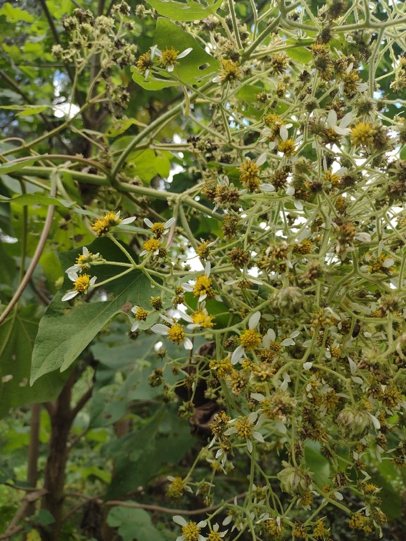 Montanoa quadrangularis photo 5