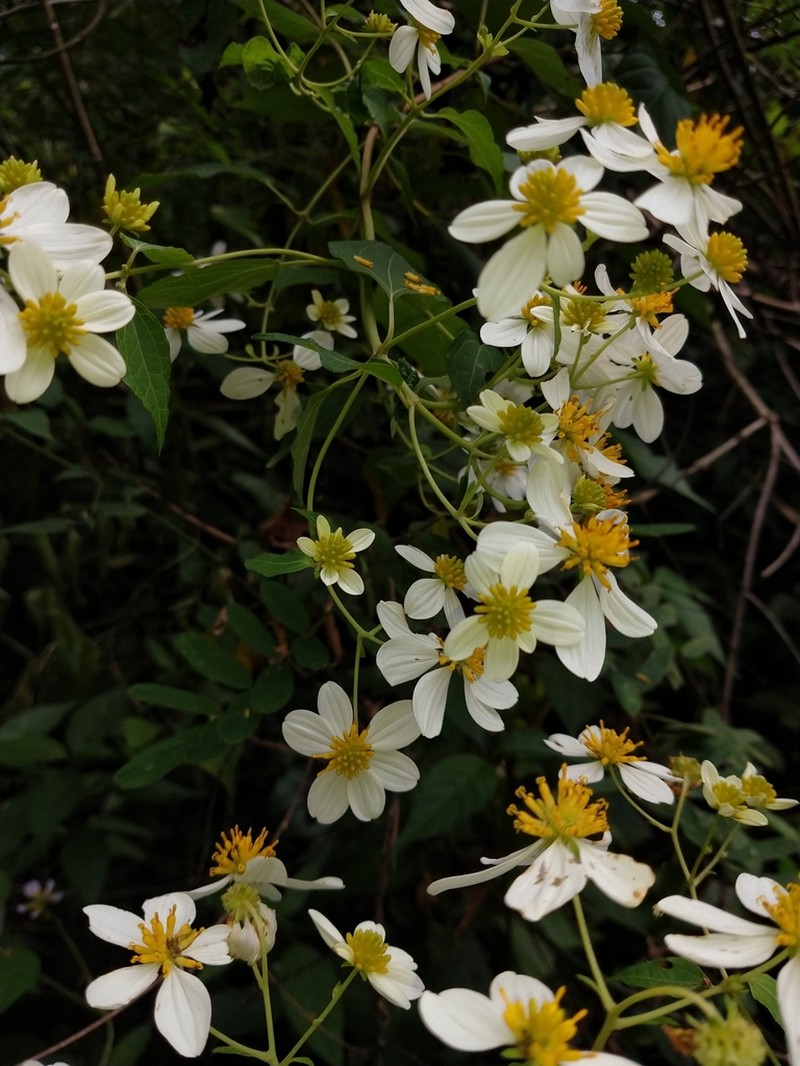 Montanoa revealii