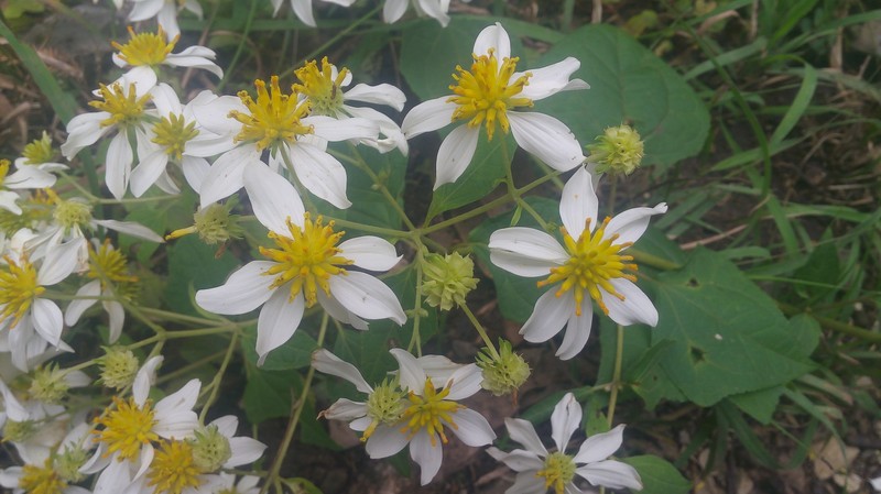 Montanoa revealii photo 3