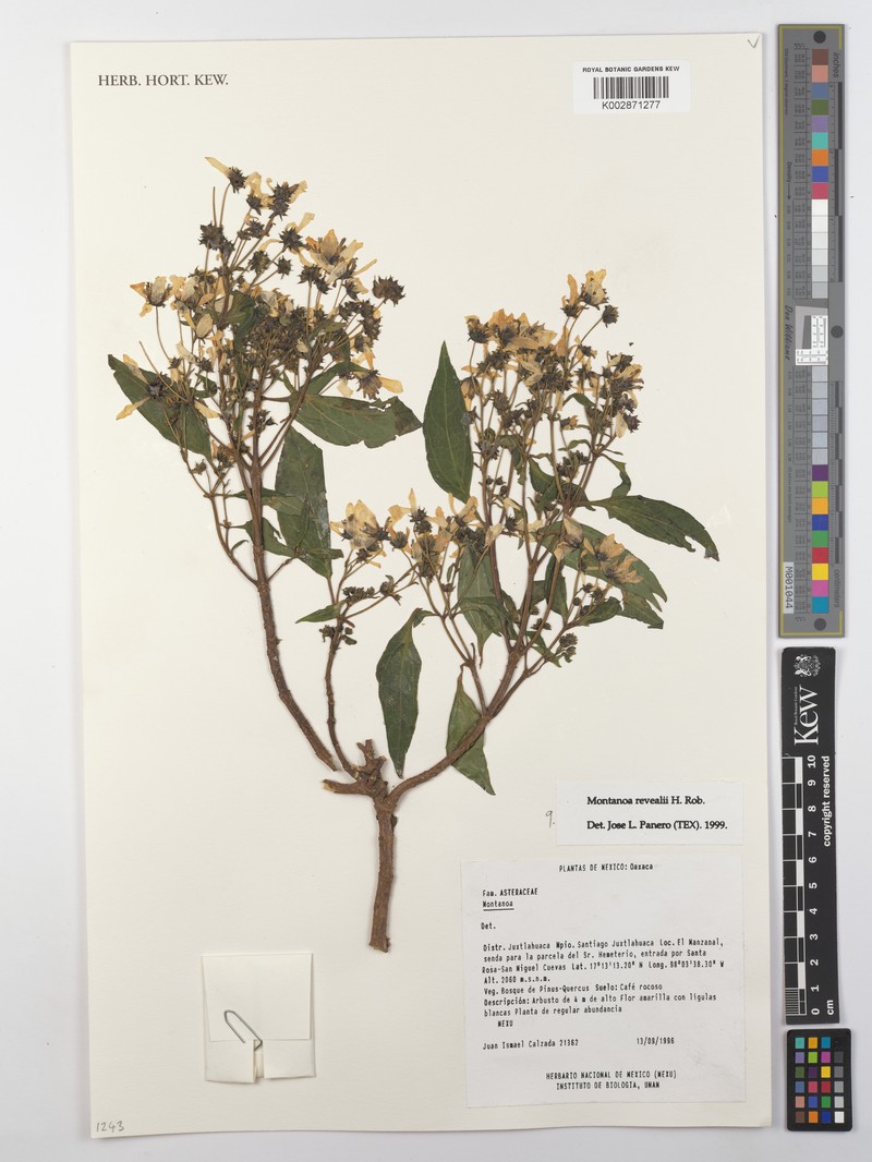 Montanoa revealii photo 4