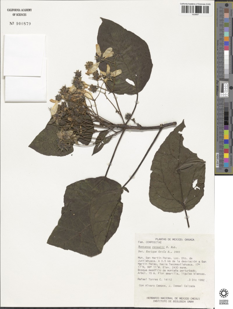 Montanoa revealii photo 5