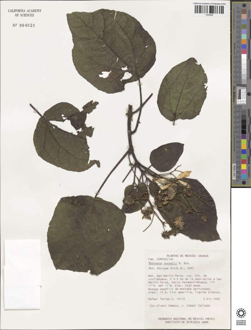 Montanoa revealii photo 6