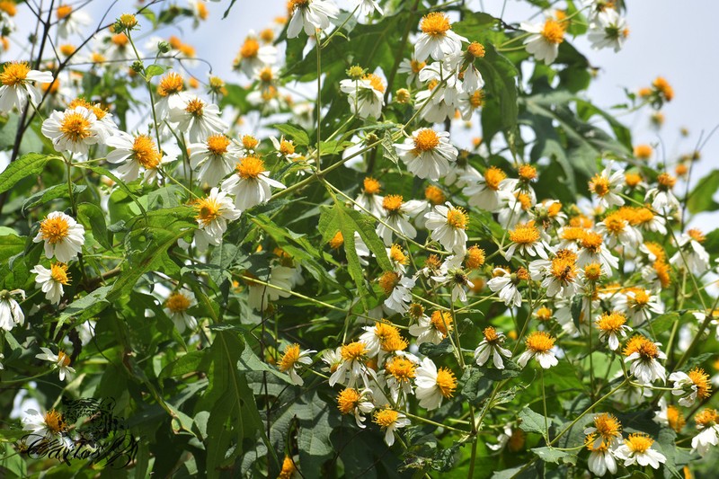 Montanoa speciosa