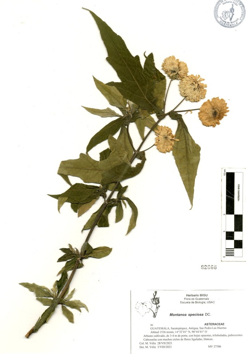 Montanoa speciosa photo 3