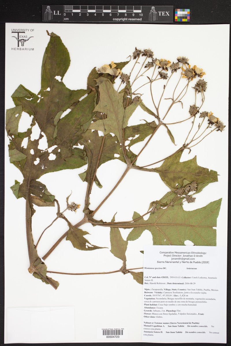 Montanoa speciosa photo 4