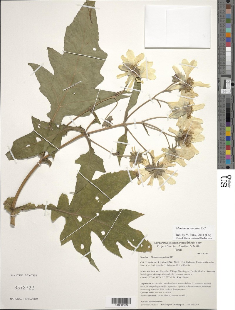 Montanoa speciosa photo 5