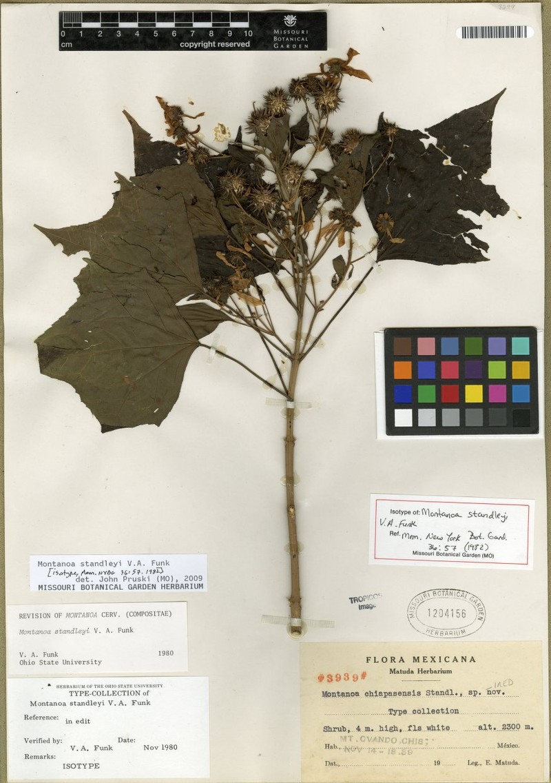 Montanoa standleyi