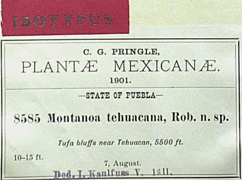Montanoa tehuacana