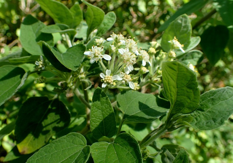 Montanoa tomentosa