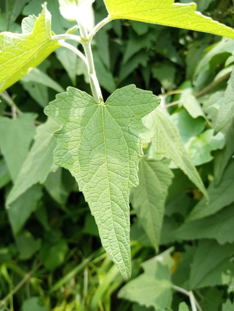 Montanoa tomentosa photo 2