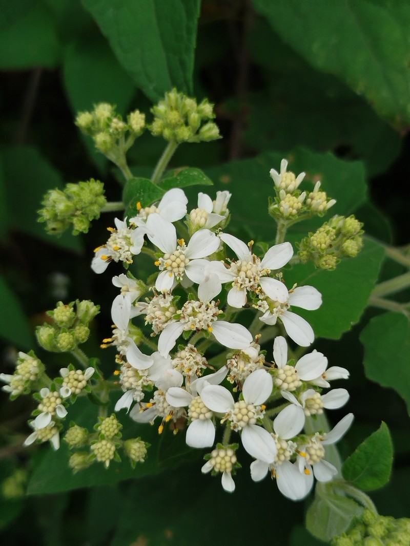 Montanoa tomentosa photo 3