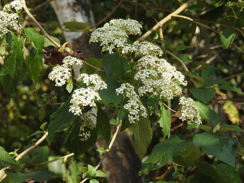Montanoa tomentosa photo 4