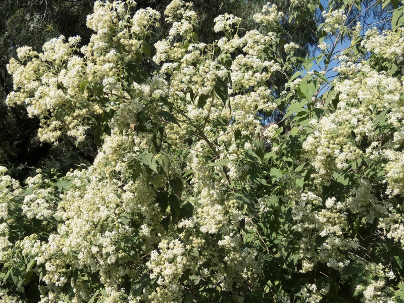 Montanoa tomentosa photo 5