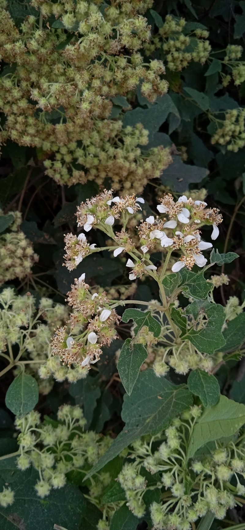 Montanoa tomentosa photo 6