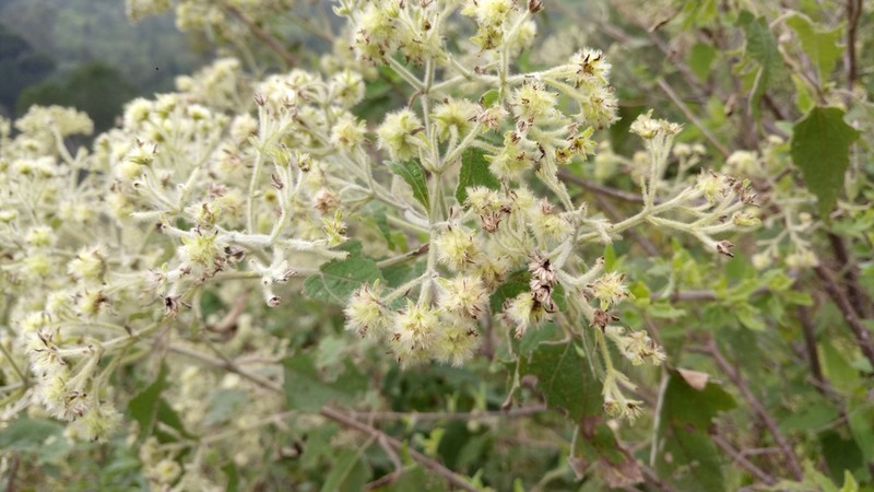 Montanoa tomentosa photo 7