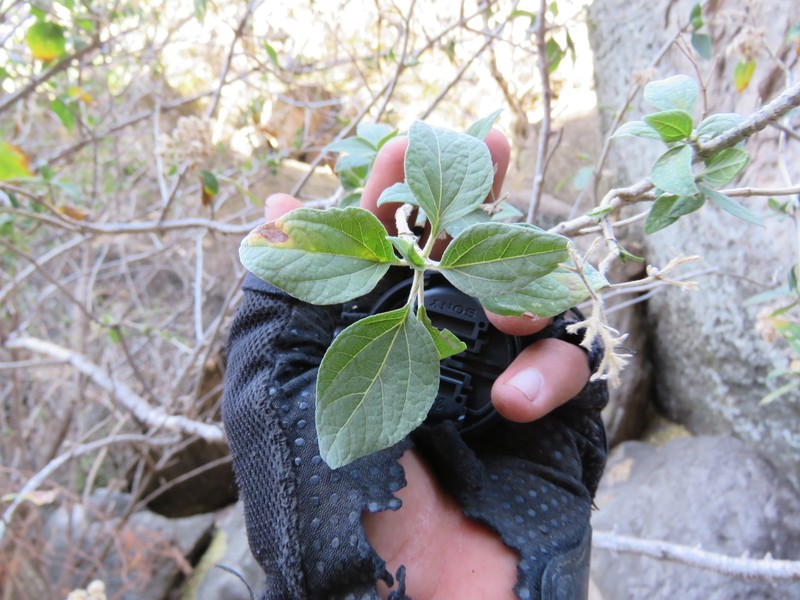 Montanoa tomentosa subsp. rosei