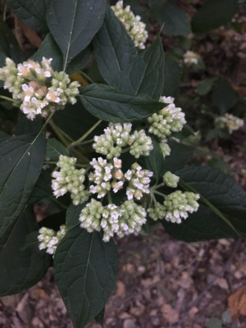 Montanoa tomentosa subsp. rosei photo 2