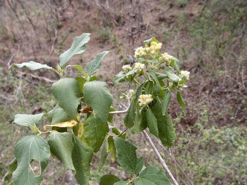 Montanoa tomentosa subsp. rosei photo 3