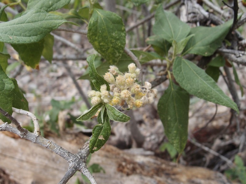 Montanoa tomentosa subsp. rosei photo 4