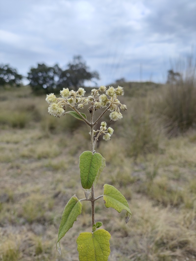 Montanoa tomentosa subsp. tomentosa