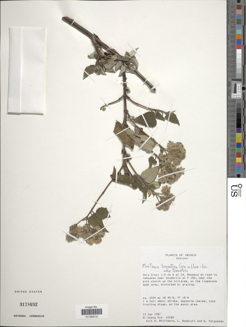 Montanoa tomentosa subsp. tomentosa photo 2