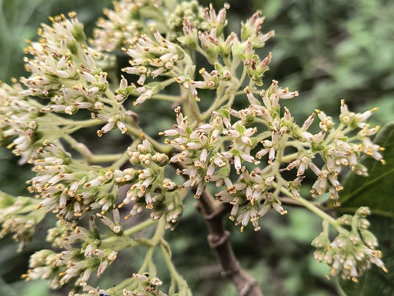 Montanoa tomentosa subsp. xanthiifolia