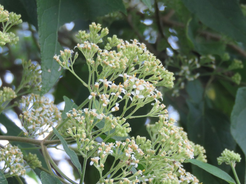 Montanoa tomentosa subsp. xanthiifolia photo 2