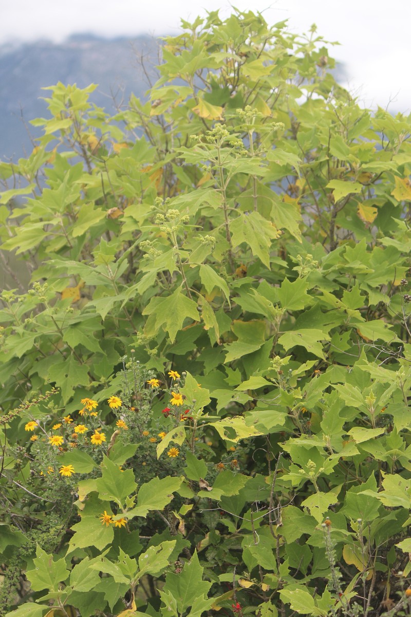 Montanoa tomentosa subsp. xanthiifolia photo 3