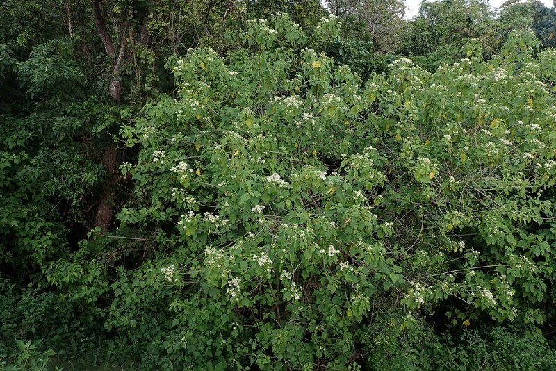Montanoa tomentosa subsp. xanthiifolia photo 4