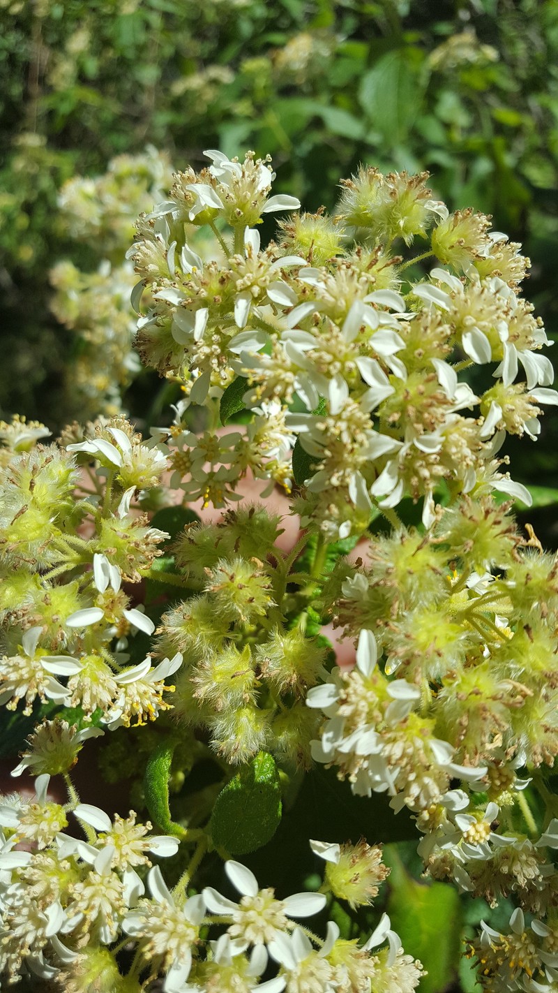 Montanoa tomentosa var. microcephala