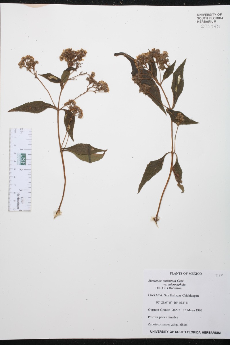 Montanoa tomentosa var. microcephala photo 2