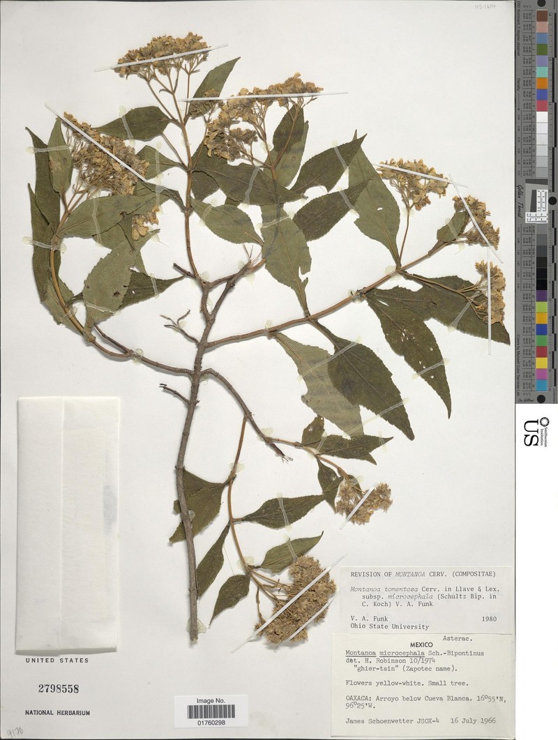 Montanoa tomentosa var. microcephala photo 3