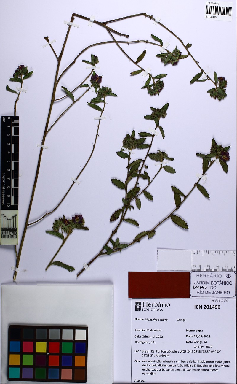 Monteiroa rubra