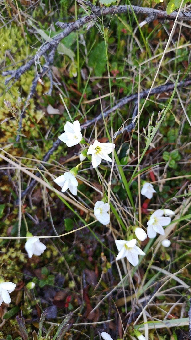 Bostock's Minerslettuce