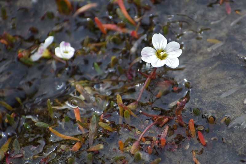 Bostock's Minerslettuce photo 2