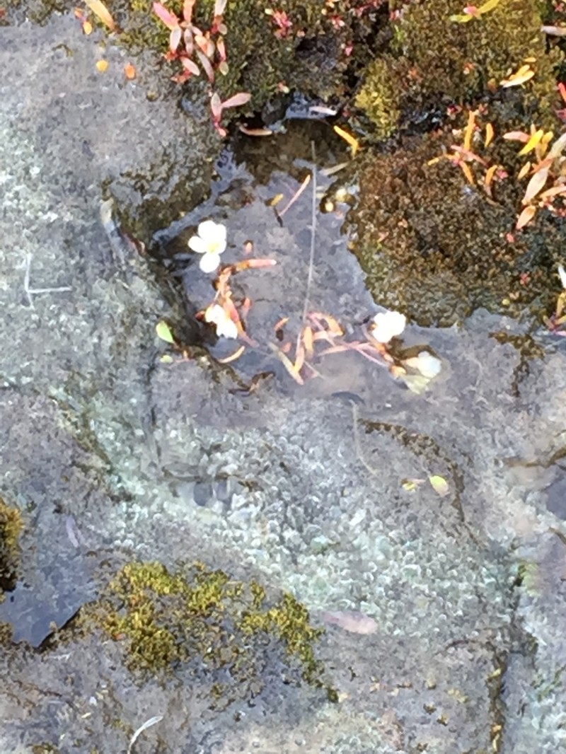 Bostock's Minerslettuce photo 3