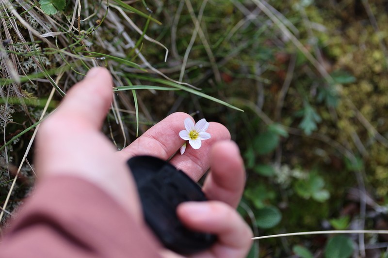 Bostock's Minerslettuce photo 4