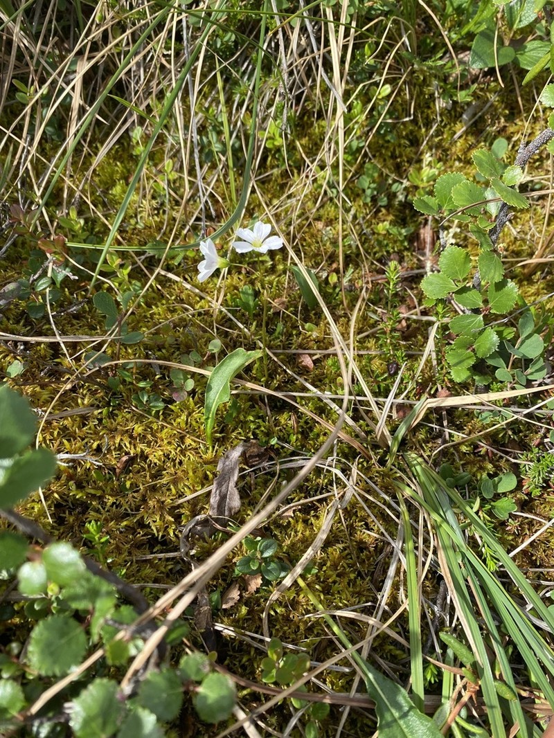 Bostock's Minerslettuce photo 5